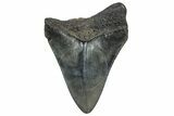 Juvenile Megalodon Tooth - South Carolina #362464-1